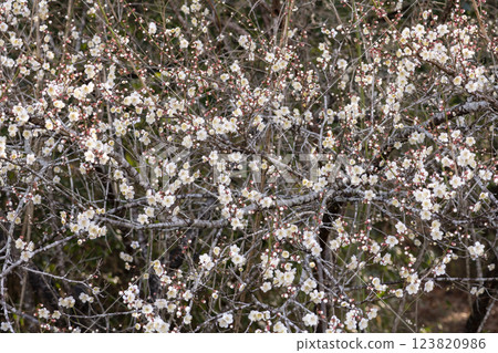 Plum blossoms in Yoshino Plum Garden 123820986