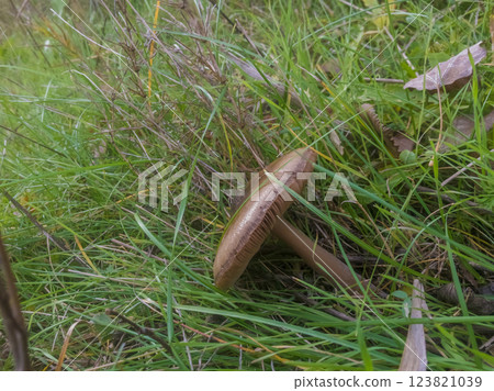 Wild Brown Mushroom Growing in Grass 123821039