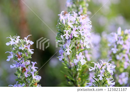 盛開的新鮮迷迭香花 123821187