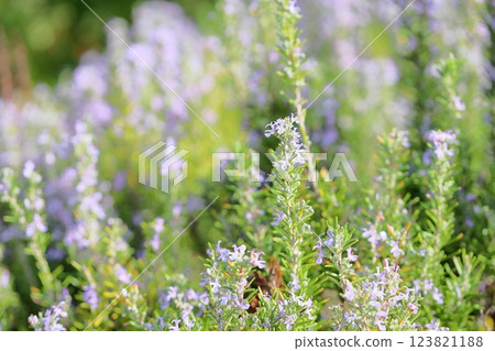 盛開的新鮮迷迭香花 123821188