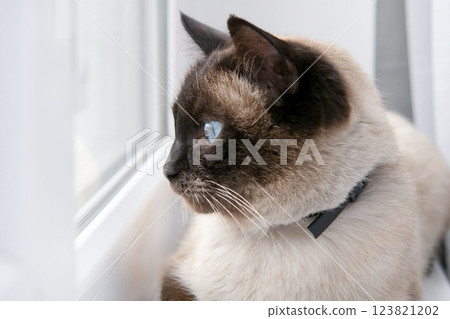 A Siamese cat lies on the windowsill and looks out the window A Siamese cat lies on the windowsill and looks out the window 123821202