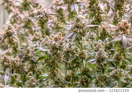 female blossom marijuana SoG Sea of Green net hemp cultivation technique Growing pot indoor bloom stage growth Medical female blossom marijuana SoG Sea of Green net hemp cultivation technique Growing pot indoor bloom stage growth Medical 123821359