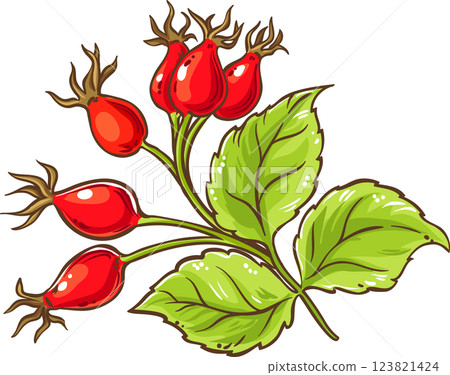 Dog Rose Branch Colored Detailed Illustration. 123821424