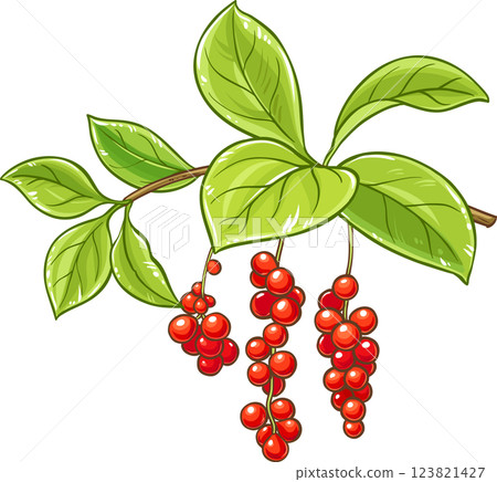 Schisandra Branch with Berries and Leaves Colored Detailed Illustration. Organic natural nutritional healthy food ingredient, vegetarian diet product.  123821427