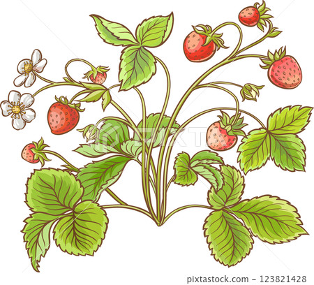 Strawberry Plant Colored Detailed  Illustration. 123821428