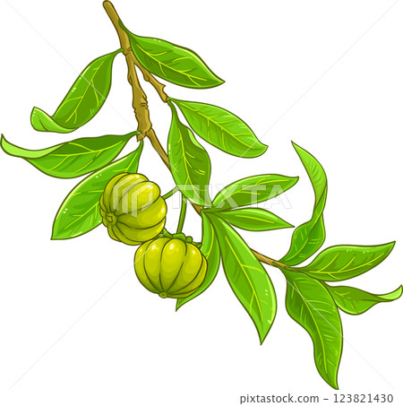 Garcinia Branch with Fruits and Leaves Colored Detailed Illustration. Organic natural nutritional healthy food ingredient, vegetarian diet product. Garcinia Branch with Fruits and Leaves Colored Detailed Illustration. Organic natural nutritional healthy food ingredient, vegetarian diet product. 123821430