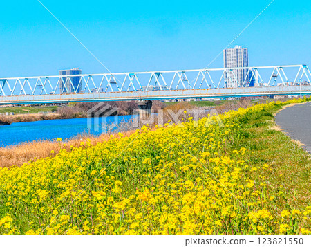 市川國台江戶川河畔的油菜花春季風景 市川國台江戶川河畔的油菜花春季風景 123821550