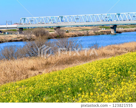 市川國台江戶川河畔的油菜花春季風景 123821555