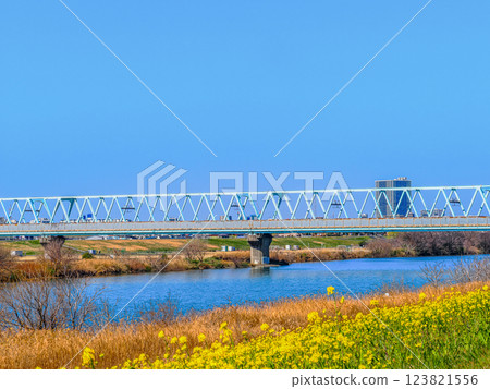 市川國台江戶川河畔的油菜花春季風景 市川國台江戶川河畔的油菜花春季風景 123821556