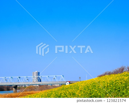Spring scenery of rape blossoms on the banks of the Edo River in Ichikawa-Kokudai 123821574