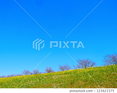 Spring scenery of rape blossoms on the banks of the Edo River in Ichikawa-Kokudai Spring scenery of rape blossoms on the banks of the Edo River in Ichikawa-Kokudai 123821575