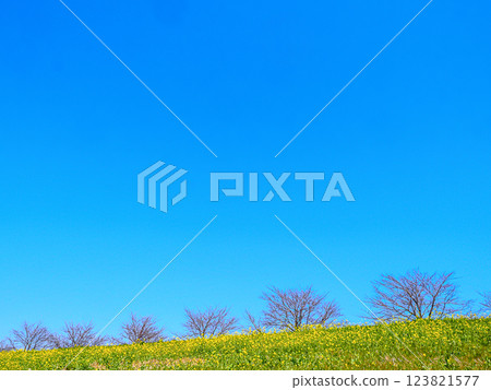 Spring scenery of rape blossoms on the banks of the Edo River in Ichikawa-Kokudai Spring scenery of rape blossoms on the banks of the Edo River in Ichikawa-Kokudai 123821577