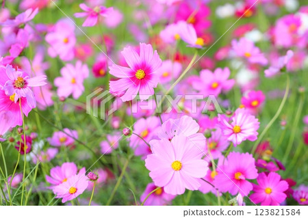 cute cosmos flowers cute cosmos flowers 123821584