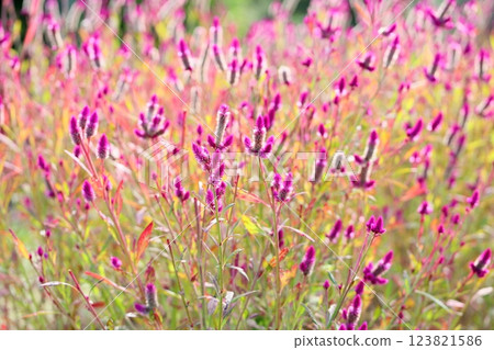 Cute cluster of edelweiss flowers 123821586