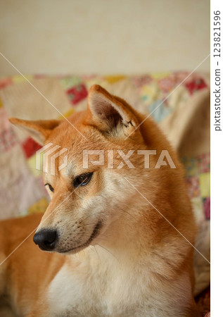 Beautiful Shiba Beautiful Shiba 123821596