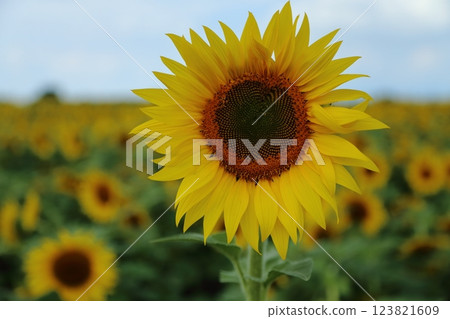 Omuta City Sunflower Field, 123821609