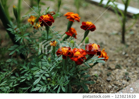 Gardening marigolds, 123821610