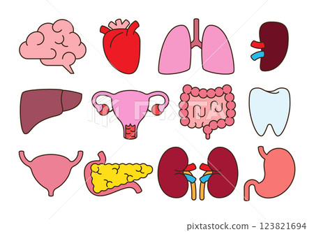 Collection of human internal organs . Flat design and simple cartoon style . Editable stroke . Vector . Collection of human internal organs . Flat design and simple cartoon style . Editable stroke . Vector . 123821694