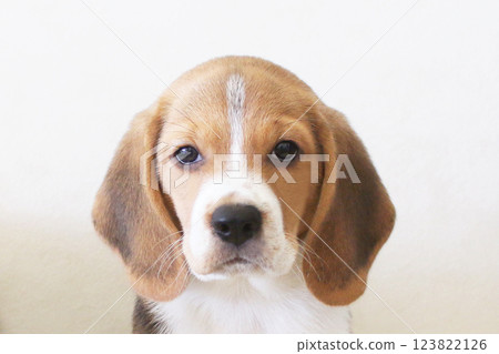 Beagle dog front photo Beagle dog front photo 123822126