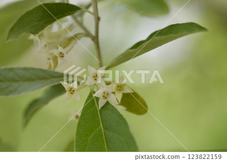 Autumn olive Autumn olive 123822159