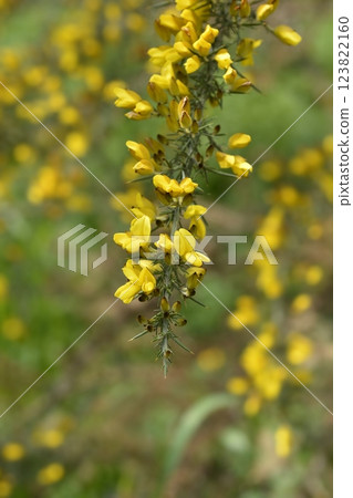Common gorse Common gorse 123822160