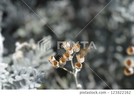 Silver ragwort Silver ragwort 123822162
