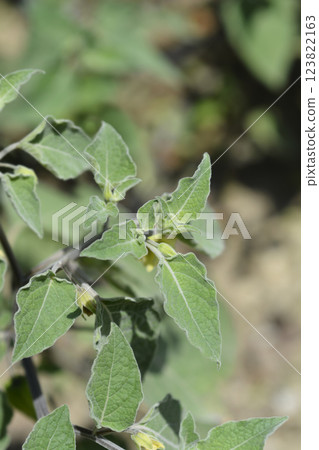 Mexican Tomato Mexican Tomato 123822163