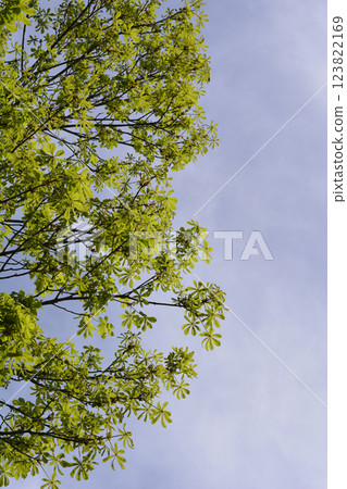 Common horse chestnut Common horse chestnut 123822169