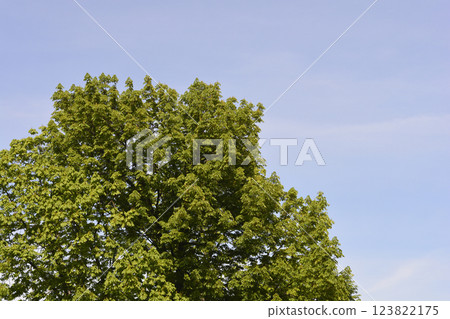 Common horse chestnut 123822175