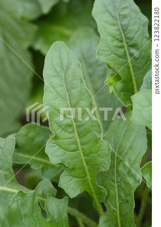Gerbera daisy Garvinea Sweet Memories Gerbera daisy Garvinea Sweet Memories 123822180