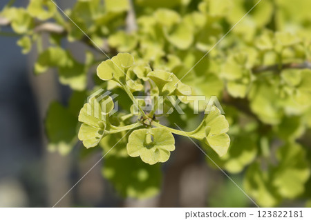 Ginkgo Mariken leaves Ginkgo Mariken leaves 123822181
