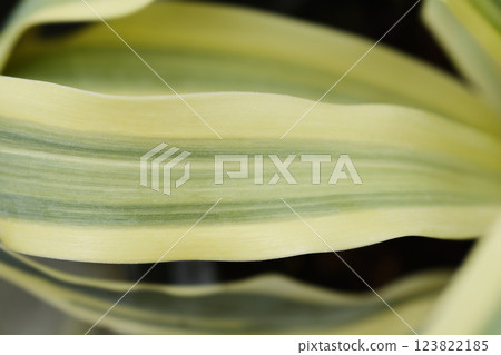Variegated needle palm Cytrus twist Variegated needle palm Cytrus twist 123822185