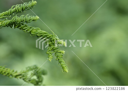Japanese cedar Kyara Gold Japanese cedar Kyara Gold 123822186
