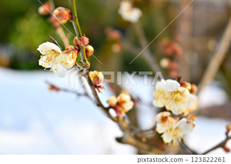 Plum blossom early spring Plum blossom early spring 123822261