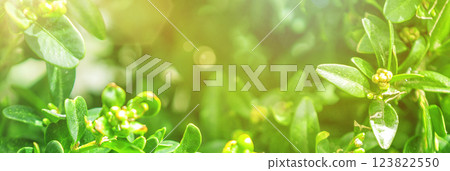 Natural green plants using as spring background cover page. Greenery banner. 123822550