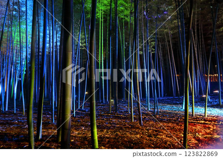 Romantic Ibaraki (It's like stepping into the story of Princess Kaguya. The bamboo forest of Kairakuen.) Illumination of Kairakuen in Mito 123822869