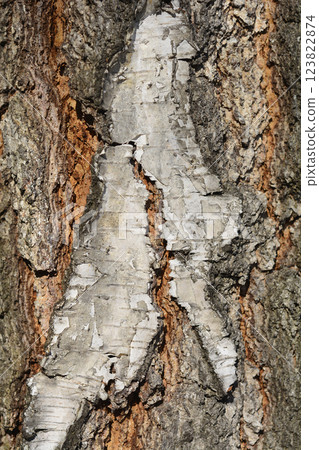 Common birch 123822874