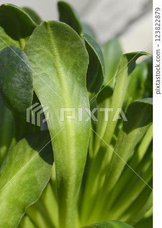 Siskiyou lewisia 123822879