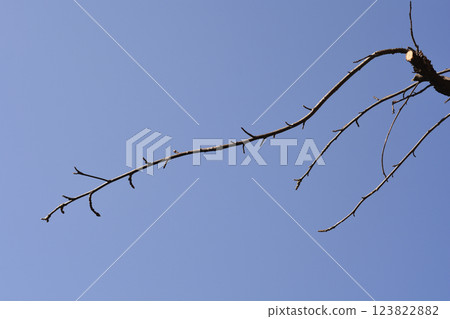 American sweetgum American sweetgum 123822882