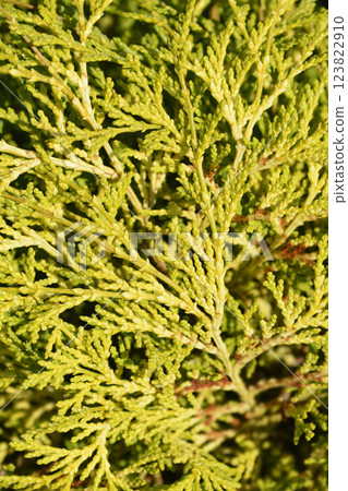 Hinoki cypress Teddy Bear Hinoki cypress Teddy Bear 123822910