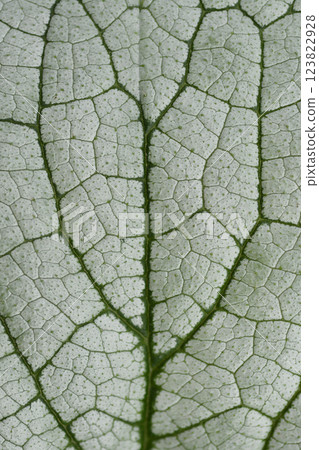 Largeleaf brunnera Largeleaf brunnera 123822928