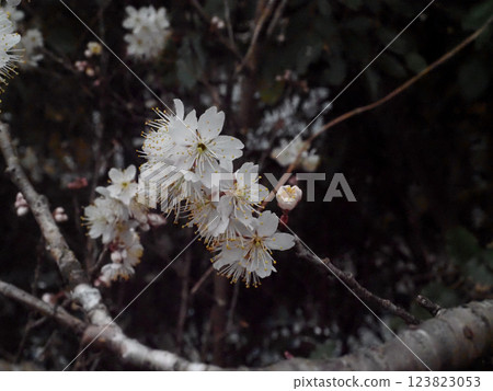 Roadside snow-breaking cherry blossoms (Camellia winter cherry blossoms near the irrigation canal) Roadside snow-breaking cherry blossoms (Camellia winter cherry blossoms near the irrigation canal) 123823053
