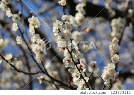 I walked Oda Ryokuchi 123823112