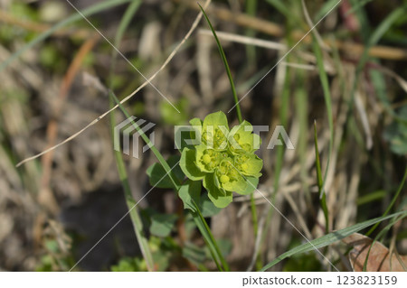 Sun spurge Sun spurge 123823159