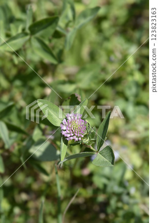 Red clover 123823163
