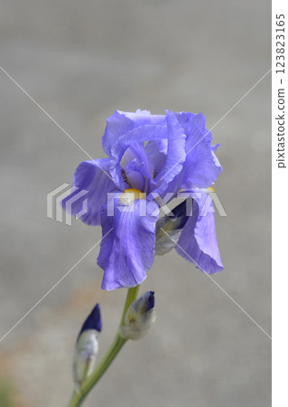 Variegated Dalmatian Iris 123823165