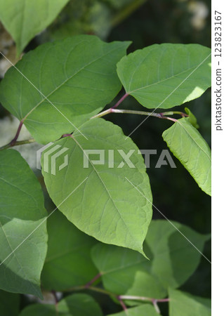 Japanese knotweed 123823167