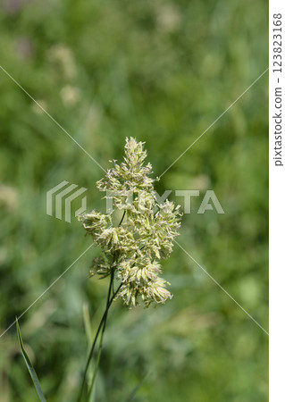 Cat grass Cat grass 123823168