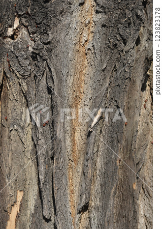 Black locust 123823178