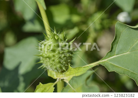 Sacred thorn apple Sacred thorn apple 123823182